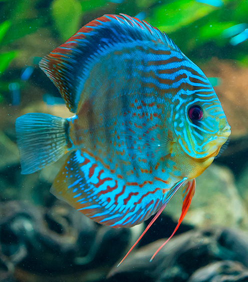 discus fish